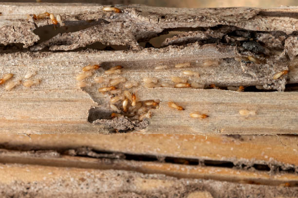 Best Pest Control for Restaurants  in Varnell, GA